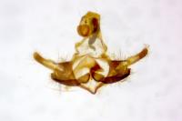 Coleophora ornatipennella