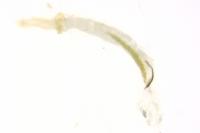 Coleophora ornatipennella