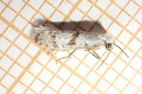 Scythropia crataegella