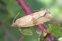 Celypha striana
