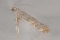 Gracillaria syringella