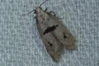 Mirificarma cytisella