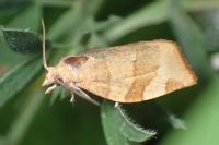 Pandemis cerasana