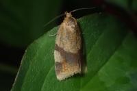 Zelotherses ferugana