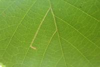 Stigmella