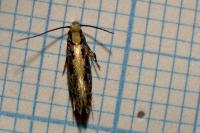 Monopis crocicapitella