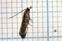 Monopis crocicapitella