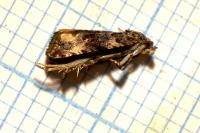 Endothenia