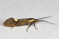 Esperia sulphurella