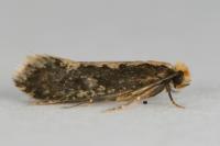 Monopis crocicapitella