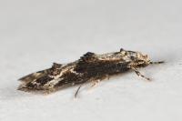 Blastodacna