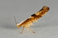 Argyresthia pruniella