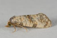 Neocochylis molliculana