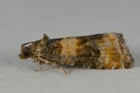 Piniphila bifasciana