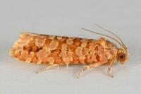 Lozotaeniodes formosana