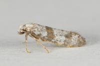 Scythropia crataegella
