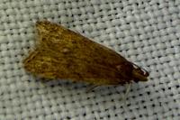 Helcystogramma