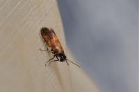 Micropterix mansuetella