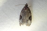 Apotomis semifasciana