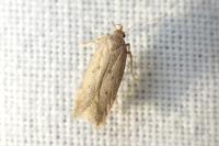 Bryotropha