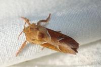 Triodia sylvina