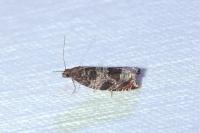 Ancylis achatana