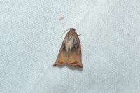 Archips podana