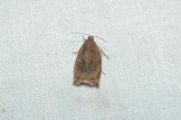 Archips crataegana