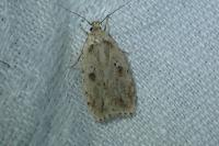 Agonopterix arenella