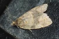 Epagoge grotiana
