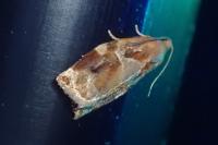 Archips xylosteana