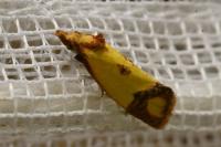Agapeta zoegana