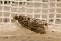 Celypha lacunana
