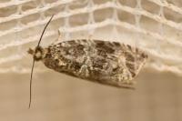 Celypha lacunana