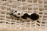 Ethmia quadrillella