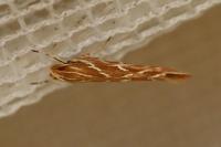 Pyroderces argyrogrammos