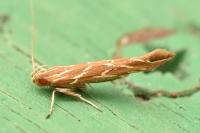 Pyroderces argyrogrammos