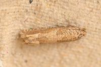 Pelochrista caecimaculana