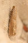 Pelochrista caecimaculana