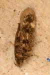 Bryotropha