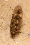 Bryotropha