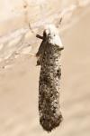 Paraswammerdamia albicapitella