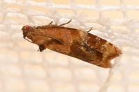 Ditula angustiorana