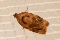Ditula angustiorana
