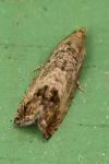 Cydia splendana