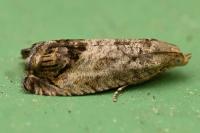Cydia splendana