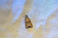 Celypha striana