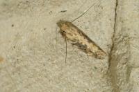 Scrobipalpa ocellatella
