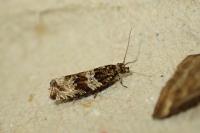 Celypha cespitana