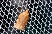 Paramesia gnomana